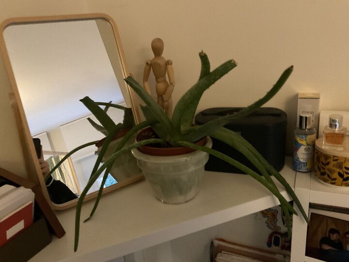 q how do i fix this aloe vera