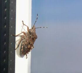 How to Get Rid of Stink Bugs: Your Complete Elimination Guide