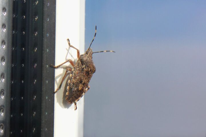 how to get rid of stink bugs your complete elimination guide, Stink bug perched on corner of house