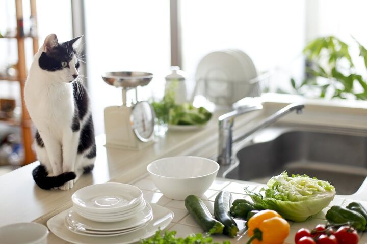como mantener a los gatos alejados de las encimeras con exito, gato blanco y negro sentado junto al fregadero de la cocina
