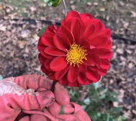 Should I keep these tubers??