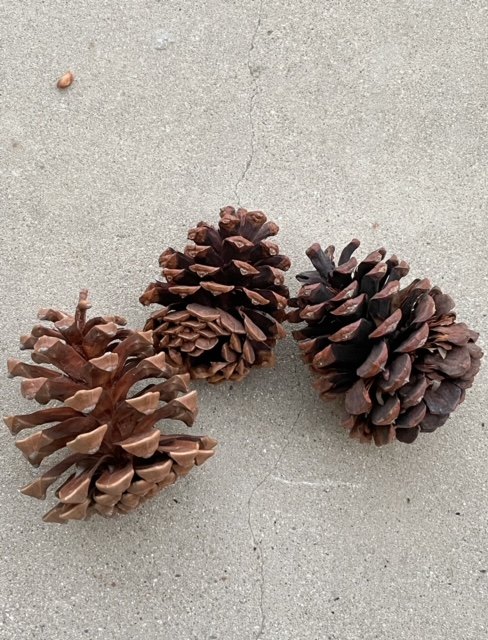 how to bleach pine cones