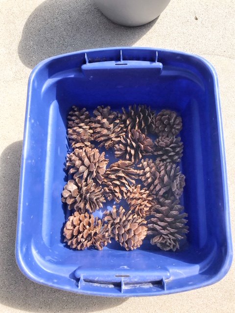 how to bleach pine cones