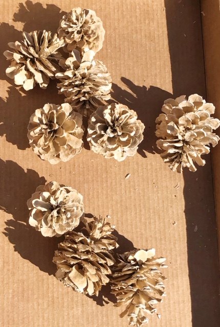 how to bleach pine cones