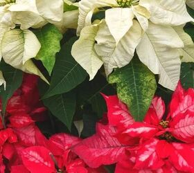 how to care for poinsettias and encourage them to bloom, How to care for poinsettias
