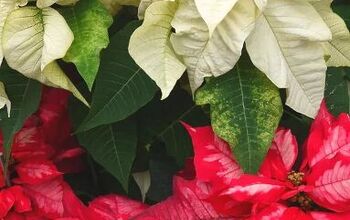 How to Care for Poinsettias and Encourage Them to Bloom