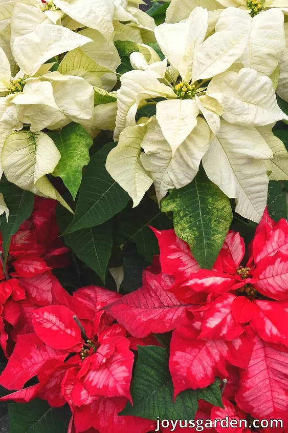 how to care for poinsettias and encourage them to bloom, How to care for poinsettias