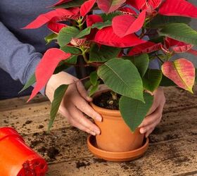 How To Care For Poinsettias And Encourage Them To Bloom | Hometalk