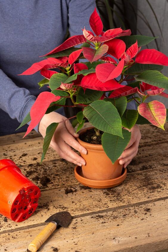how to care for poinsettias and encourage them to bloom, How to get poinsettias to bloom after Christmas