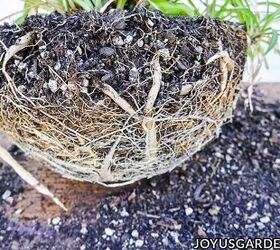 how to repot plants and signs it s time to do so, Root bound plant