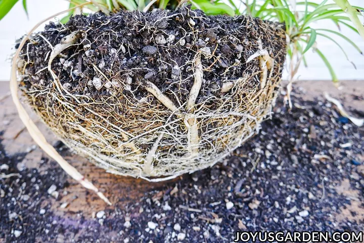how to repot plants and signs it s time to do so, Root bound plant
