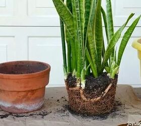 how to repot plants and signs it s time to do so, Snake plant out of pot