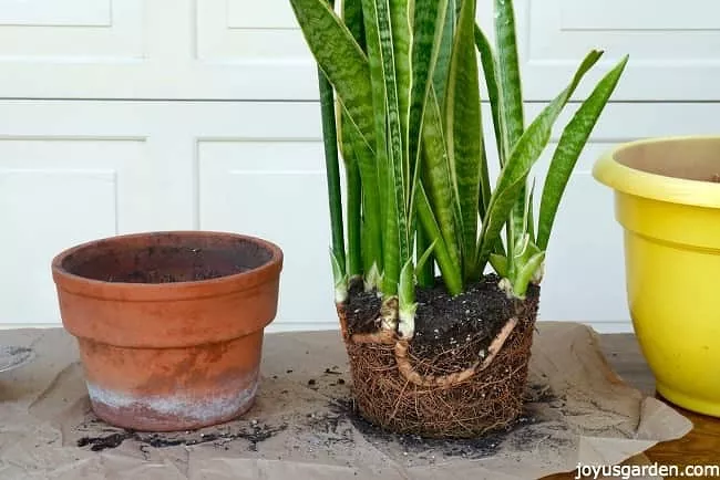 how to repot plants and signs it s time to do so, Snake plant out of pot