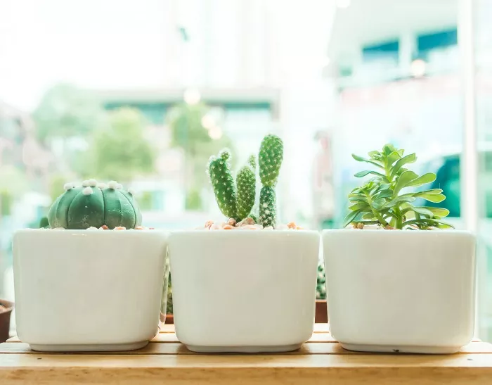 how to repot plants and signs it s time to do so, How to choose a container for repotting