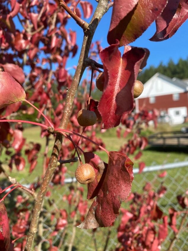 q can anybody identify this tree