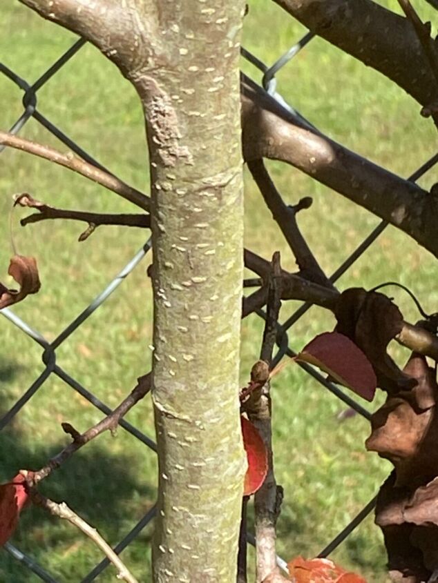 q can anybody identify this tree