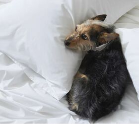 Las 8 mejores sábanas blancas para la cama más cómoda