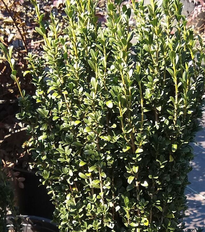 q what is this shrub