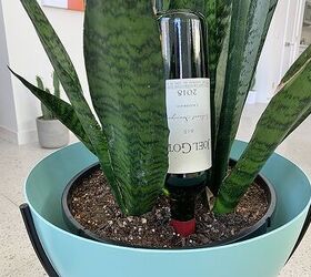 DIY wine bottle self-watering system