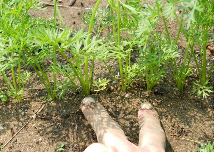 cmo cultivar zanahorias