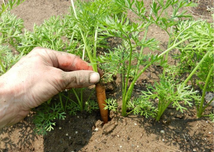 como cultivar cenouras
