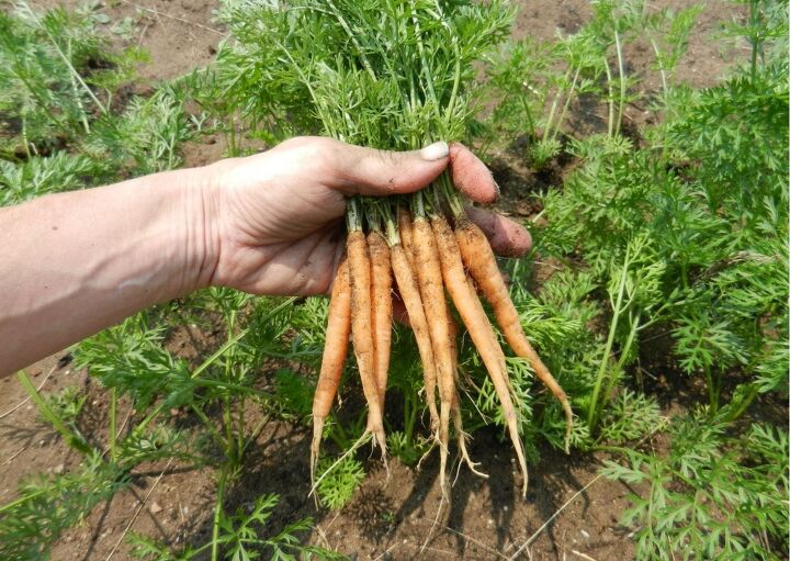 como cultivar cenouras