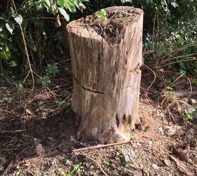 how to kill a tree stump in 7 different ways, large tree stump
