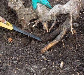 how to kill a tree stump in 7 different ways, tree stump being dug out of the ground and roots cut with a saw