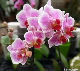 how to care for orchids so they ll bloom again and again, pink orchid plants
