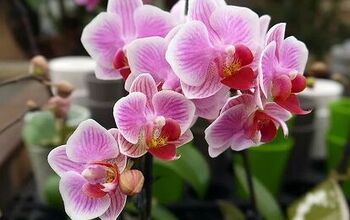 How to Care for Orchids So They'll Bloom Again and Again