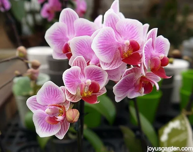 how to care for orchids so they ll bloom again and again, pink orchid plants