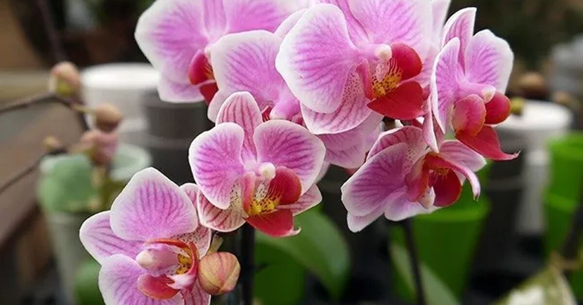 Como cuidar de orquídeas para que elas floresçam de novo e de novo |  Hometalk
