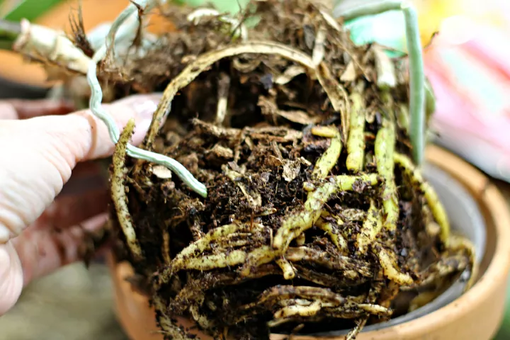 how to care for orchids so they ll bloom again and again, tangled green orchid roots and dirt