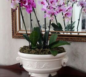 how to care for orchids so they ll bloom again and again, purple orchids in a white pot in front of a mirror