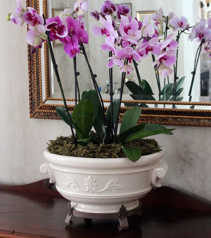 how to care for orchids so they ll bloom again and again, purple orchids in a white pot in front of a mirror