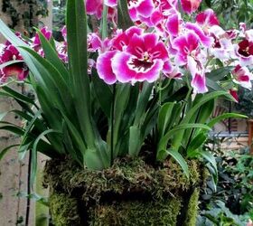 how to care for orchids so they ll bloom again and again, pink and white orchids planted in a moss ball