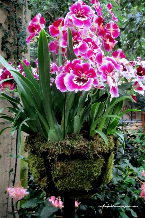 how to care for orchids so they ll bloom again and again, pink and white orchids planted in a moss ball