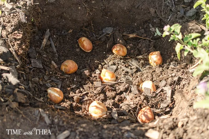 how to plant tulip bulbs like a pro, tulip bulbs in the ground