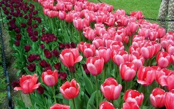 How to Plant Tulip Bulbs Like a Pro