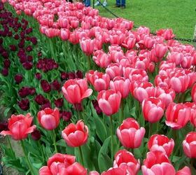 Cómo plantar bulbos de tulipán como un profesional