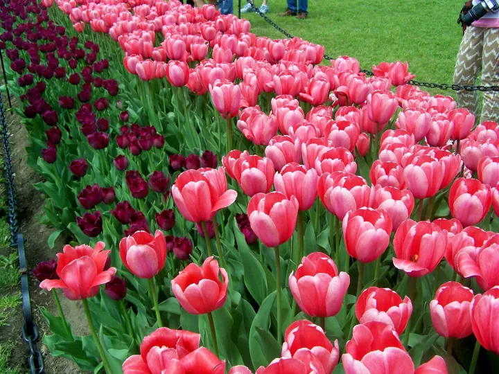 como plantar bulbos de tulipa como um profissional, tulipas rosa e vermelhas