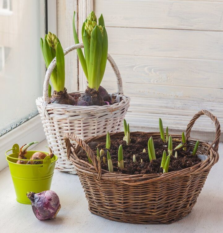 how to plant tulip bulbs like a pro, sprouting tulip bulbs in a white basket a brown basket and a green bucket