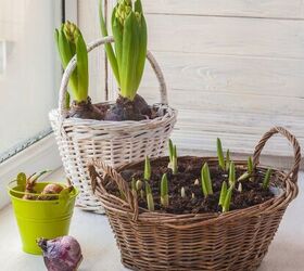 cmo plantar bulbos de tulipn como un profesional, C mo plantar bulbos de tulip n en una cesta blanca una cesta marr n y un cubo verde