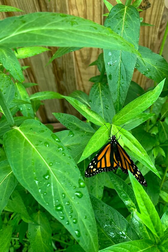 criar mariposas monarca
