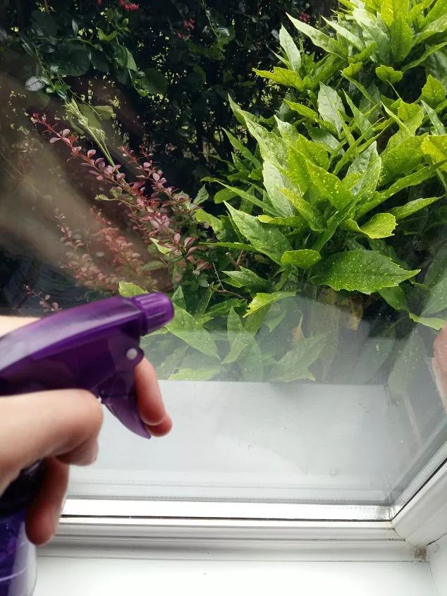 como remover arranhes de vidro com segurana e eficcia, frasco de spray roxo contra uma janela de vidro com uma planta verde