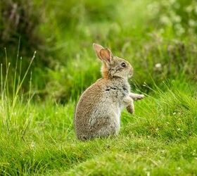 6 ways to keep rabbits out of your garden, A wild rabbit stands in a field of green grass