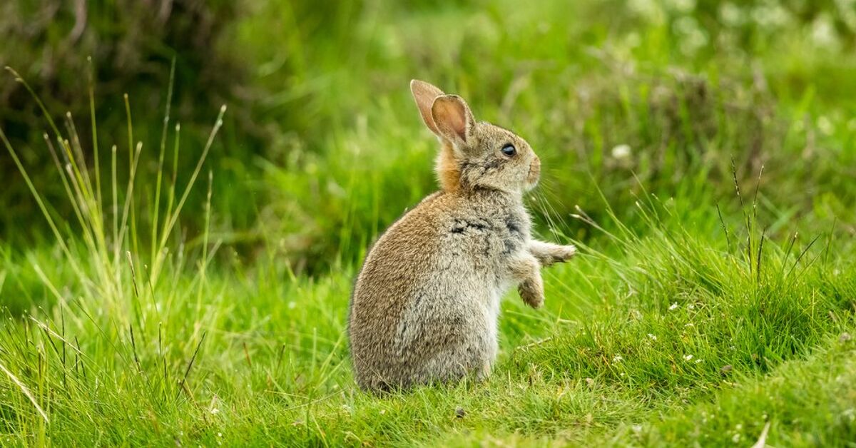 6 Clever Ways to Keep Rabbits Out of Your Garden | Hometalk
