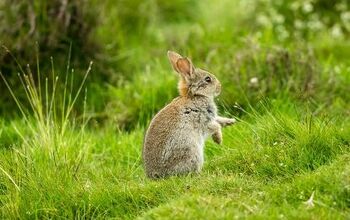 6 formas de mantener a los conejos fuera de tu jardín