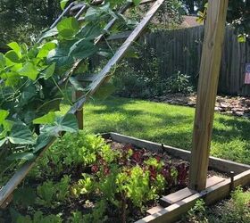 6 ways to keep rabbits out of your garden, A vegetable garden with a tilted ladder trellis