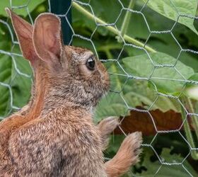 6 ways to keep rabbits out of your garden, A rabbit with its paws against chicken wire looking into a garden